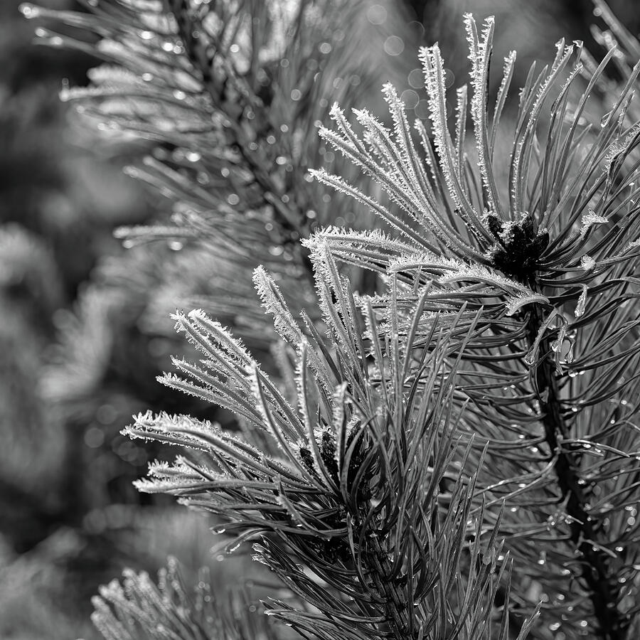 Frosted Pine Needles Photograph - Frosted Pine Needles by Shirley Mitchell