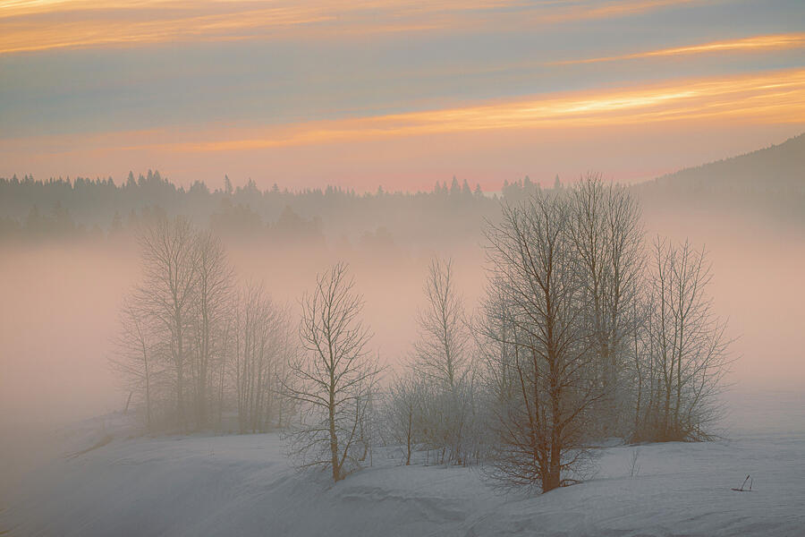 Frosty Dawn Photograph by Mike Lee