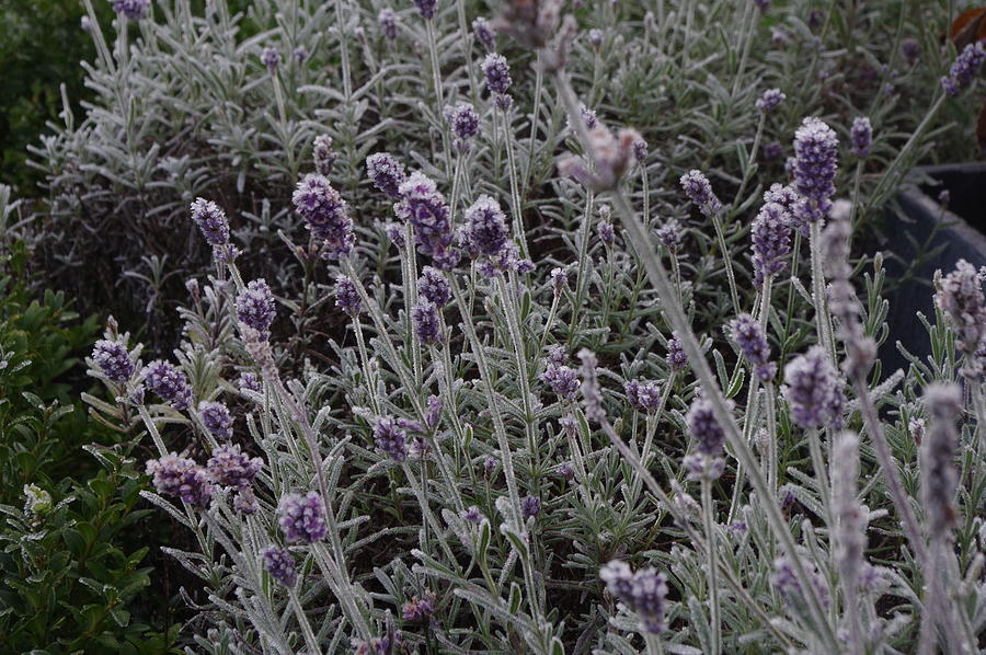 Frozen Lavender 1 Photograph by Murray Croft