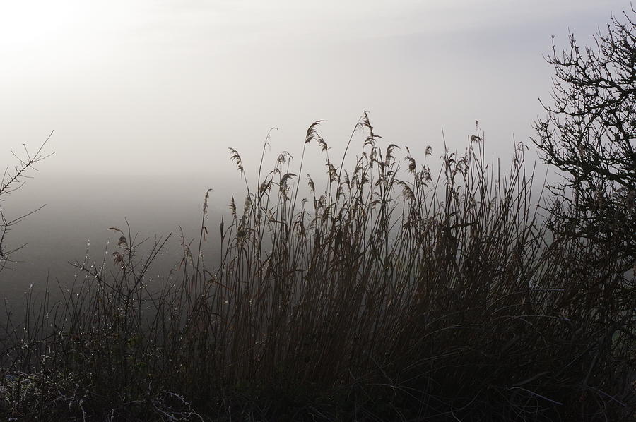Frozen Reeds Photograph by Murray Croft