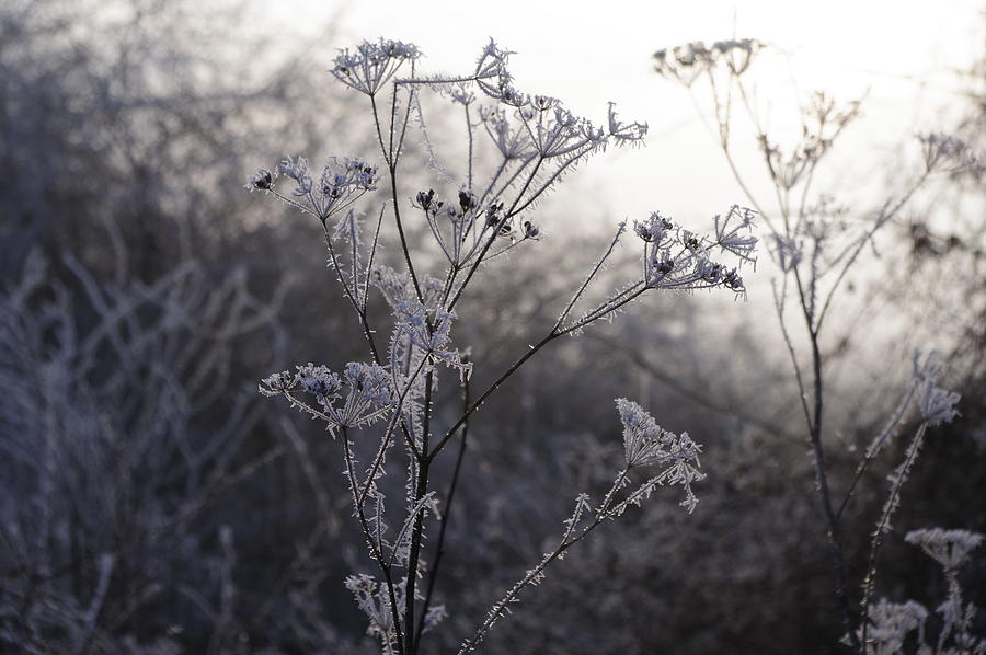 Frozen Tree 4 Photograph by Murray Croft