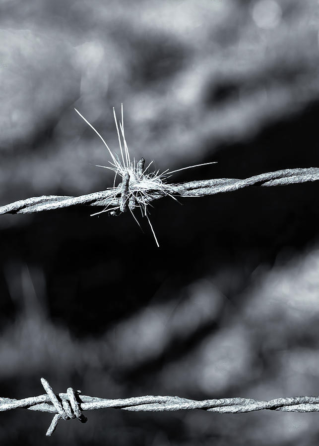 Fur on the Fence Photograph by Charles Floyd