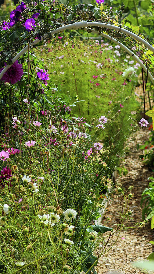Garden Flower Arch Photograph by D Lee