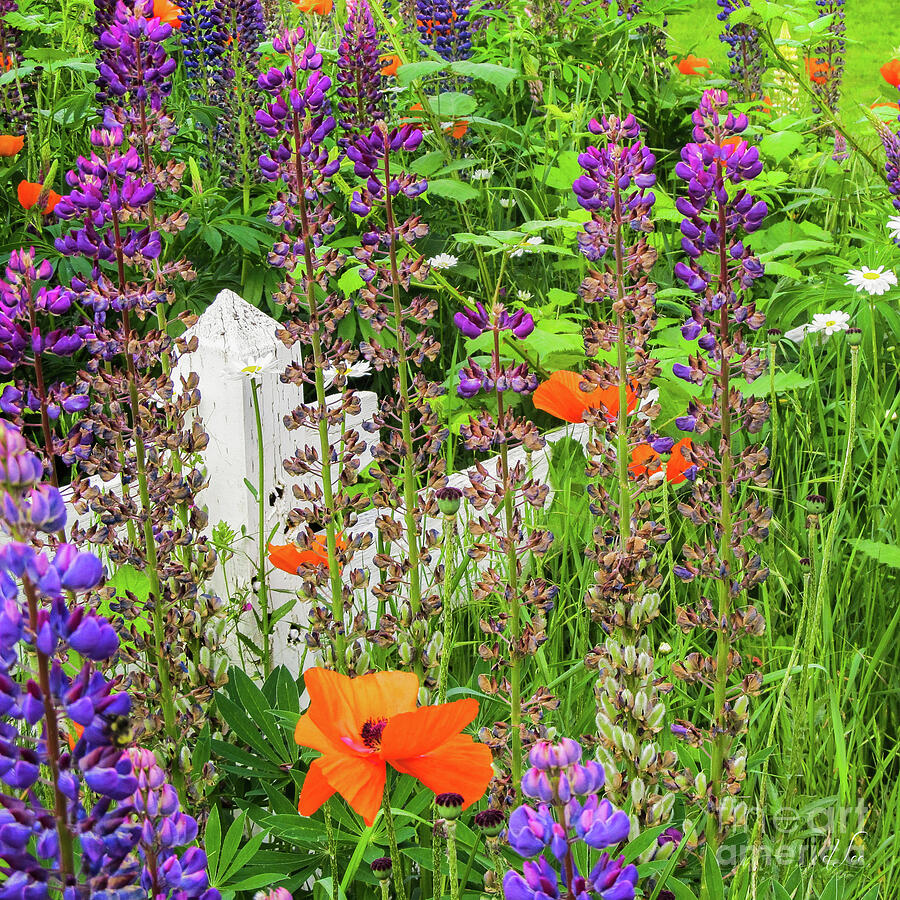 Garden Flowers among the Fence Photograph by D Lee
