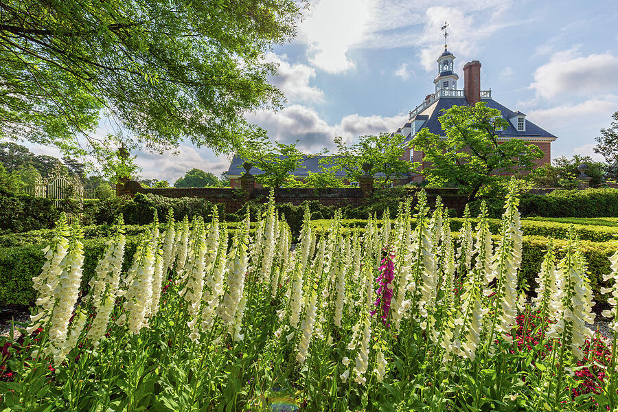 Garden Flowers at the Governors Palace Photograph by Rachel Morrison