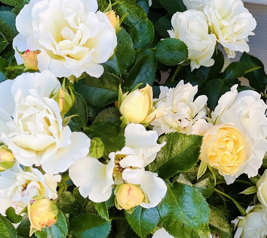 Gardenia Photograph by Oceanic SkyView