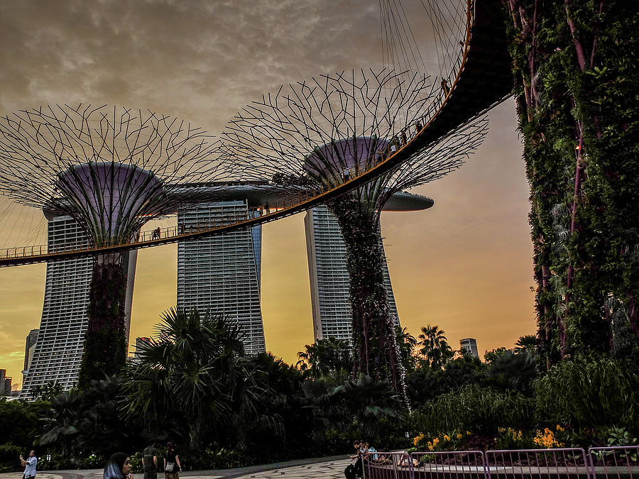 Gardens by the Bay Photograph by Ed Wilkerson