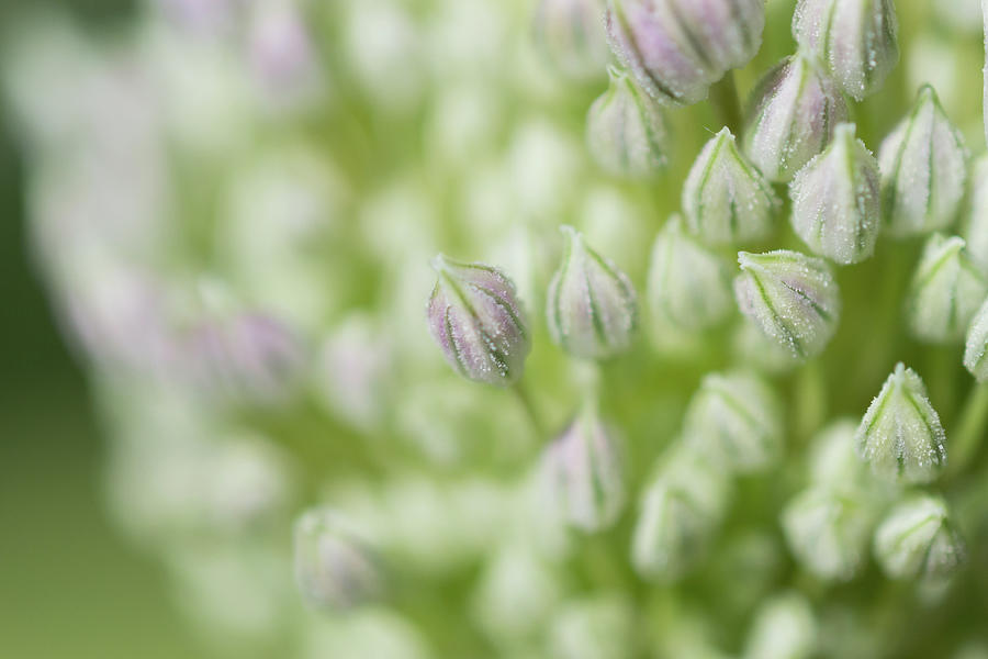 Garlic flower Photograph by Andrew Lalchan