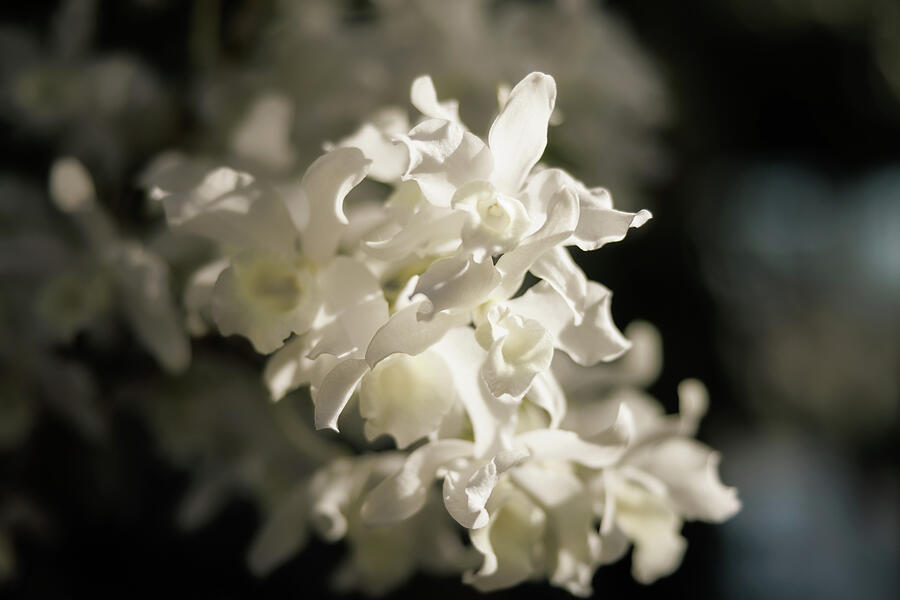 Sunlit White Orchid Flowers Photograph - Gathered Light - White Orchid Cluster Wall Art, Luxury Botanical Photography, Modern Hospitality by Robert Niemeier