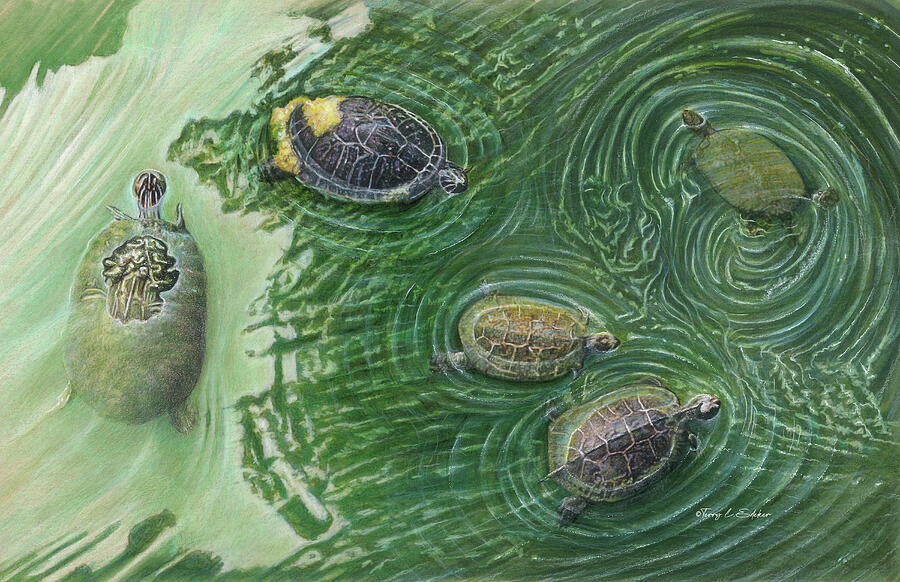 Gathering Turtles Drawing by Terry Edeker