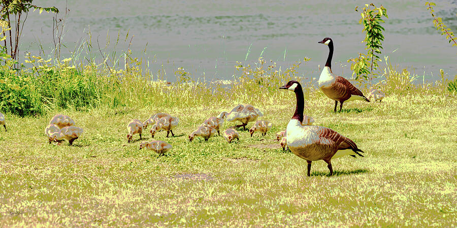Geese and Goslings Digital Art by Bruce Block
