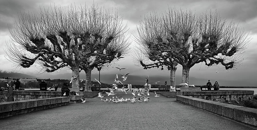 Dramatic Winter Scenery with Bare Trees Photograph - Geneva Gulls by Steven Nelson