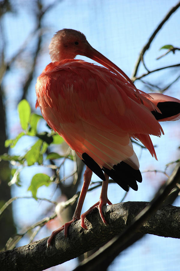 Getting pretty Photograph by Doreen Rosselli