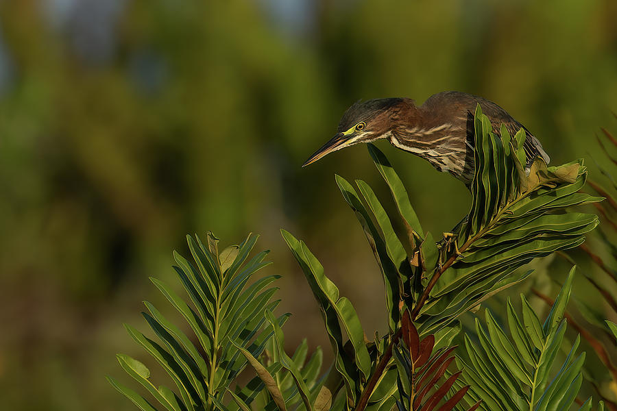 GH Perched Peering Down Photograph by RD Allen