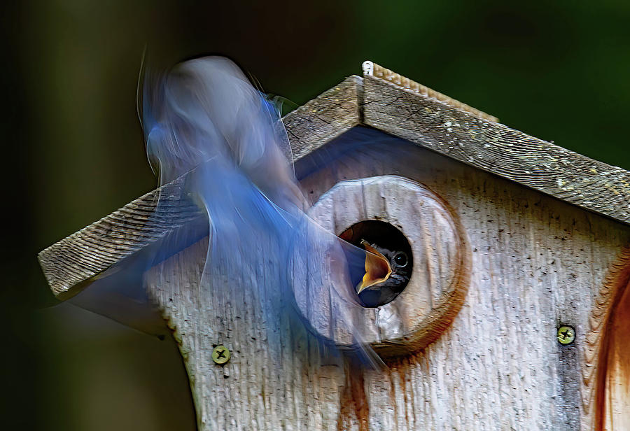 Ghost Feeder Photograph by Gina Fitzhugh
