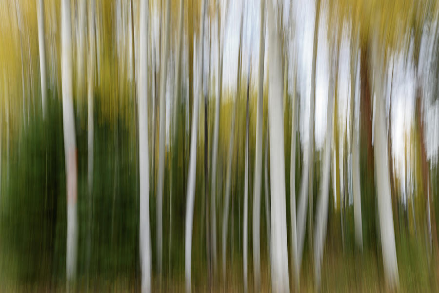 Ghostly Aspens Photograph by Matt Halvorson