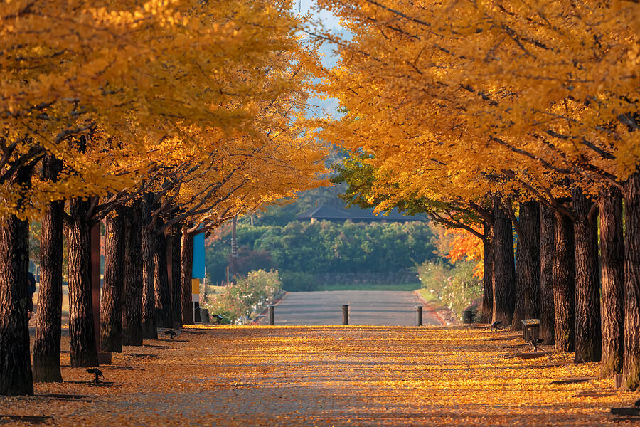 Gingko Tree Tunnel blooming vividly in autumn at Azuma Sport Park, Nagano, Japan. Photograph by Cravetiger