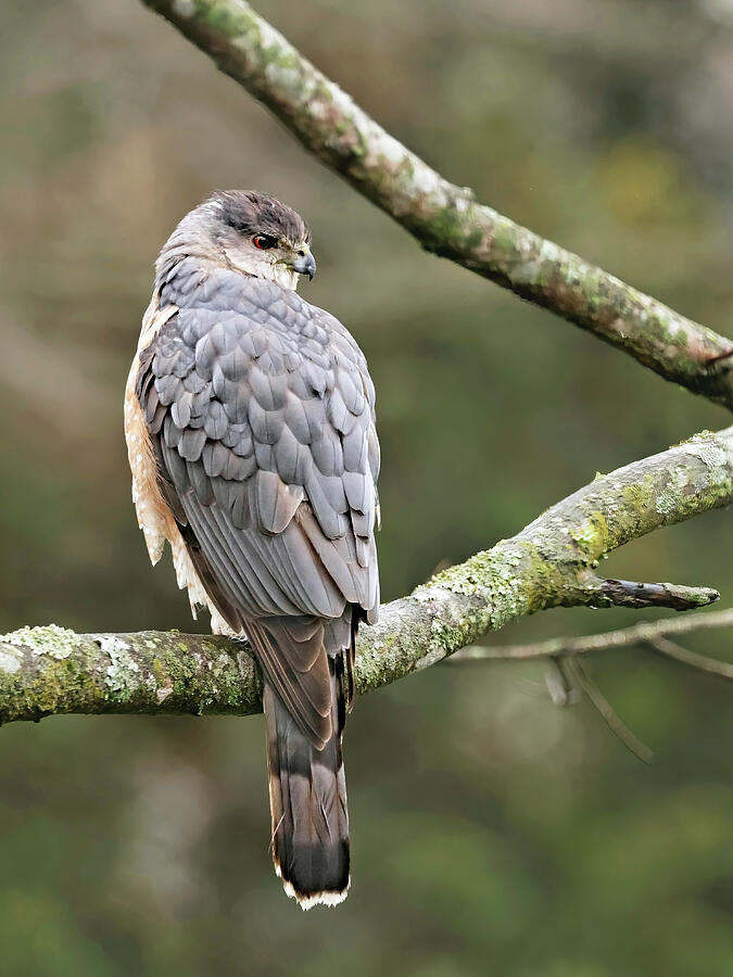 Glancing Back Photograph by Gina Fitzhugh