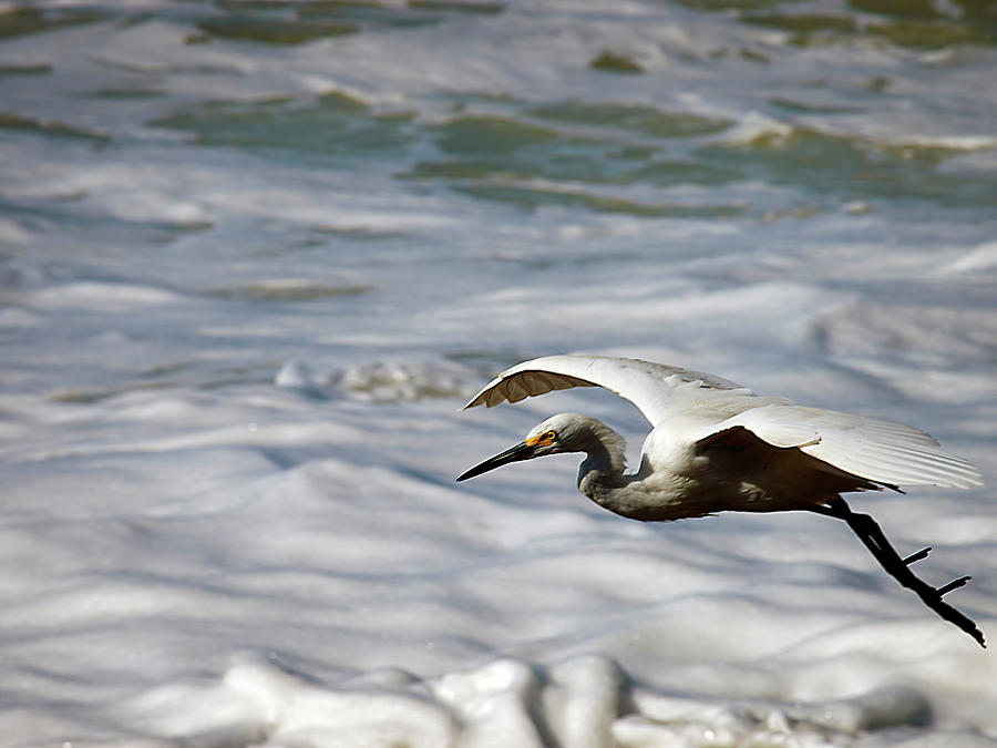 Gliding Snowy Egret Photograph by Joe Schofield