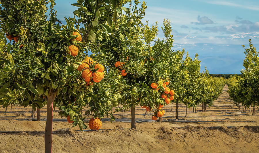 Gold Nugget Mandarins In Fresno, California Photograph by Elvira Peretsman