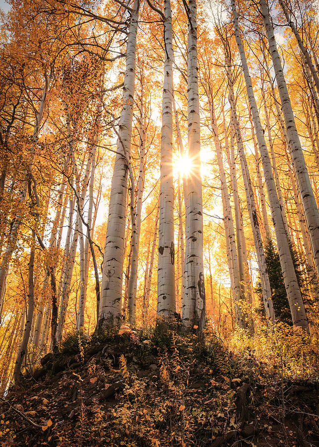 Golden Autumn Forest Photograph - Golden Aspen Forest Colorado by Dan Sproul