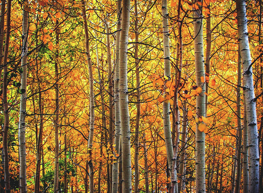 Golden Aspens Photograph by Abbie Warnock