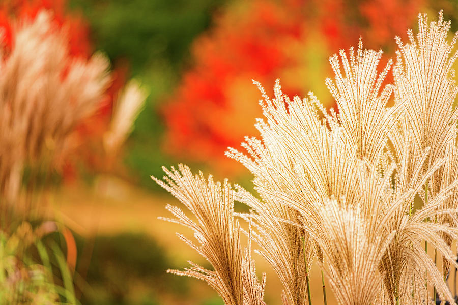 Golden Autumn Grass Photograph by Jeff Sinon