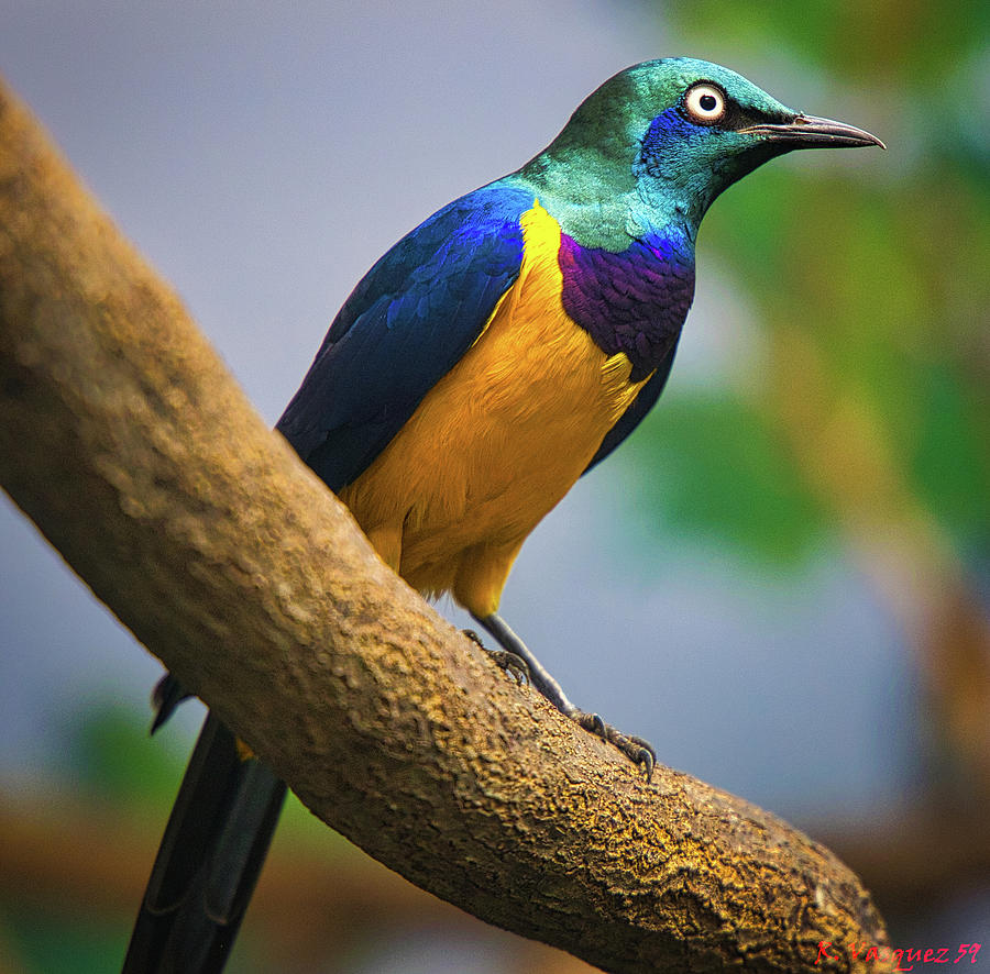 Golden Breasted Starling Photograph by Rene Vasquez