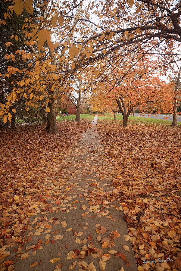 Golden Carpet, Landscape Photograph by Sanjay Marathe