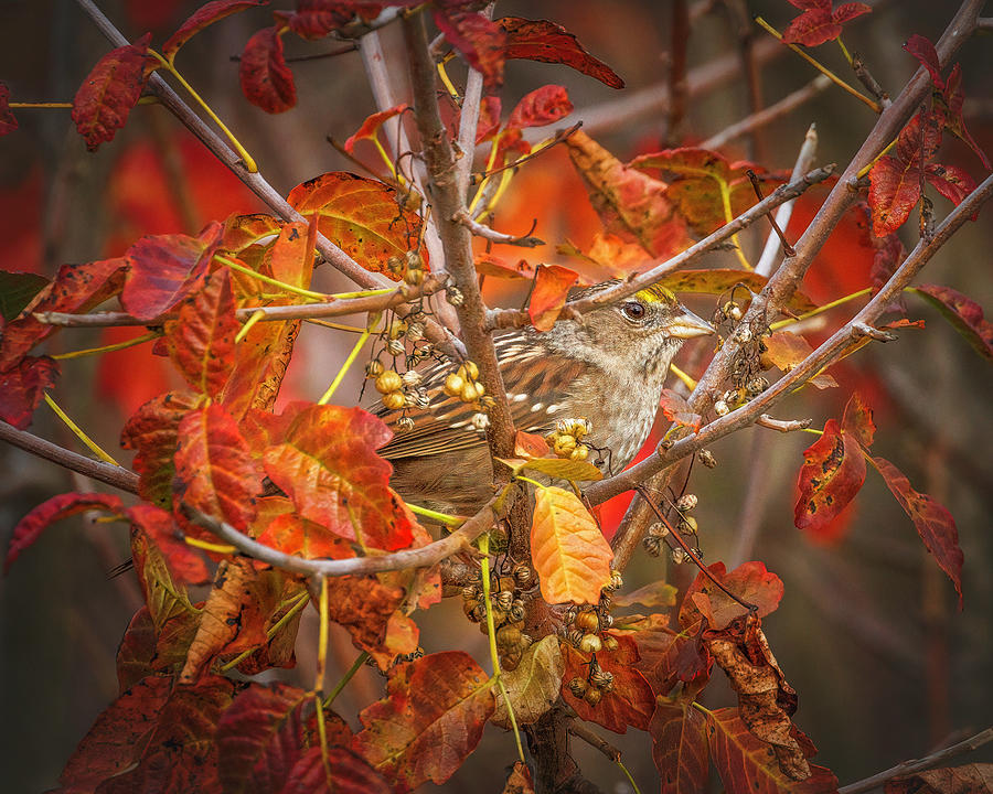 Golden-crowned Sparrow in Autumn Leaves Photograph by Joe Fisher