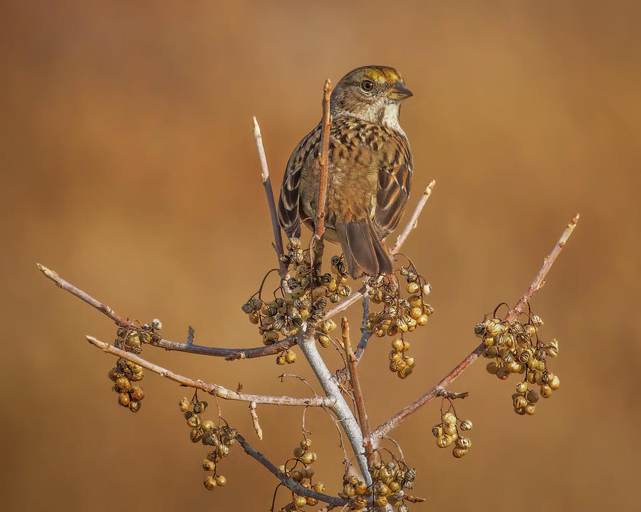 Golden-crowned Sparrow Photograph by Joe Fisher
