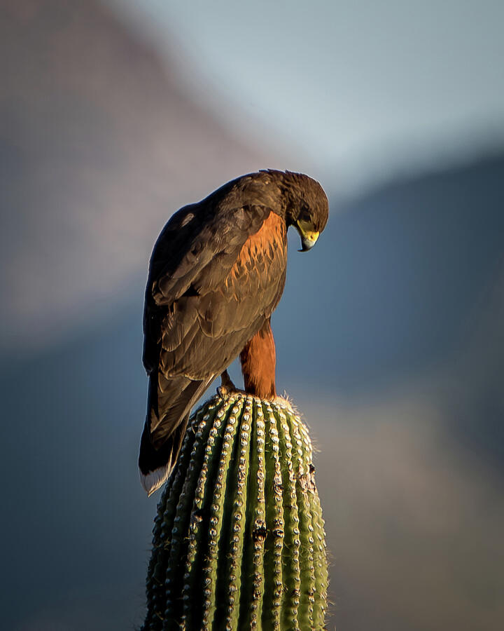 Harris Hawk Photograph by Matt Halvorson