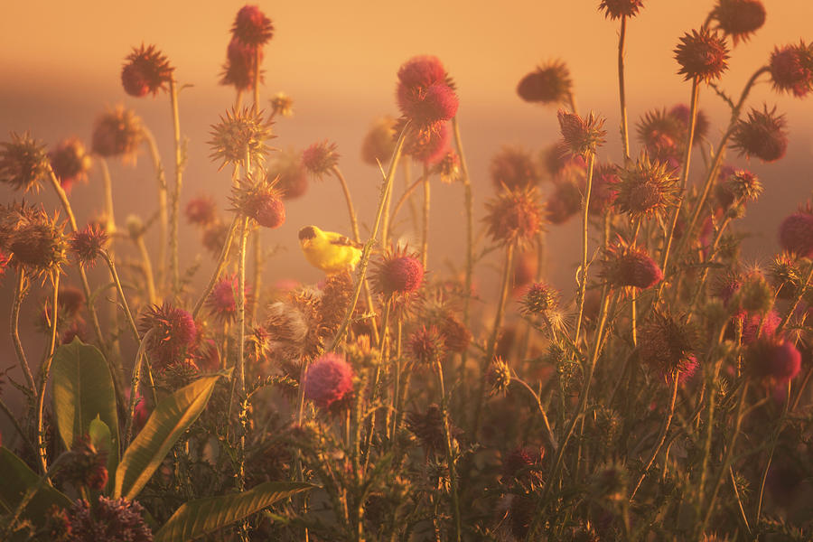 Golden Finch in the Golden Light Photograph by Jason Fink