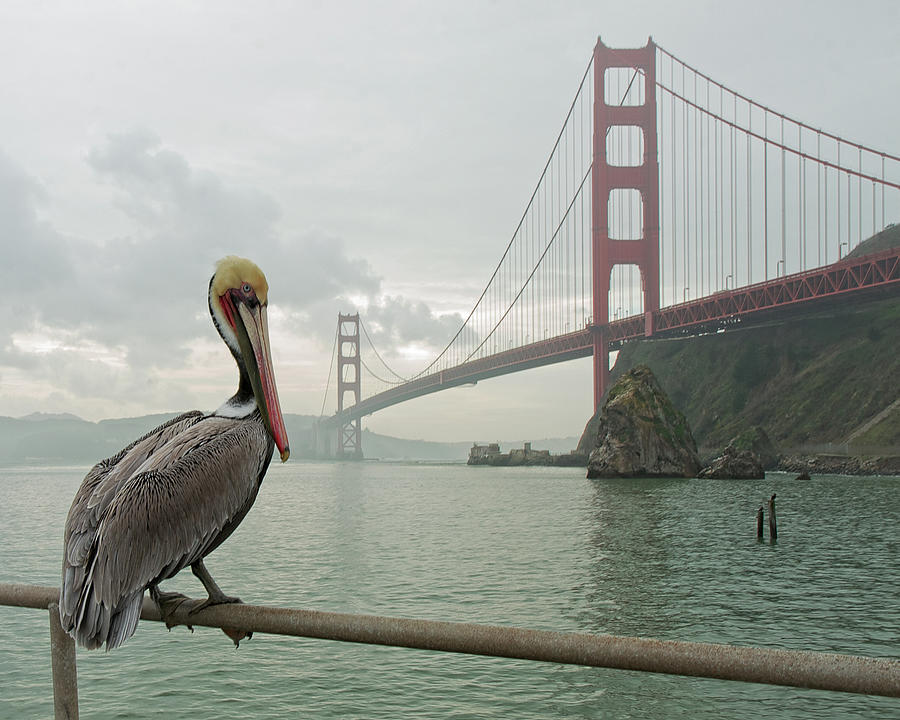 Golden Gate Pelican Photograph by Joe Fisher