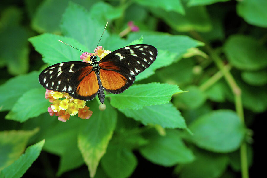 Golden Helicon Butterfly Photograph by Nancy Gleason