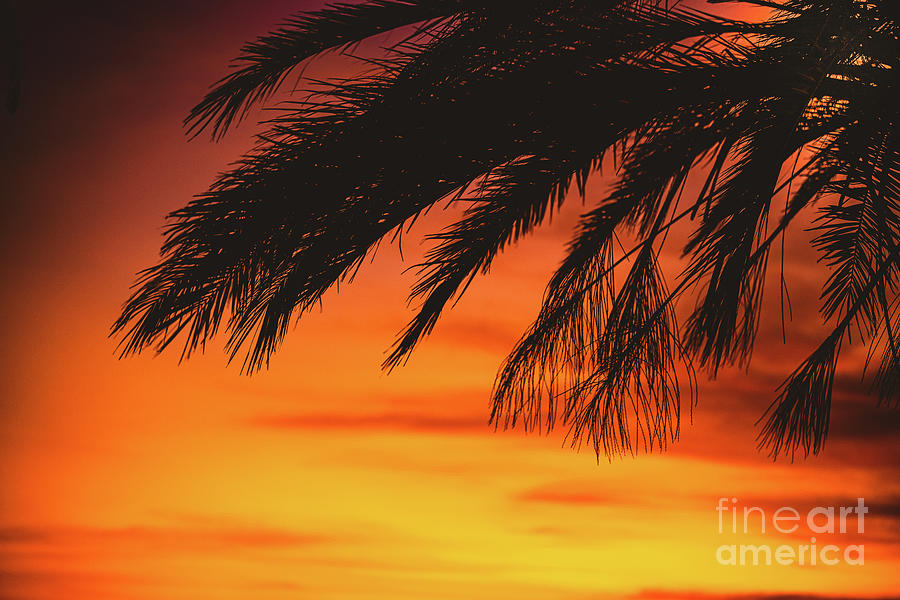 Golden Palm Tree Hour Sunset Photograph by Abigail Diane Photography