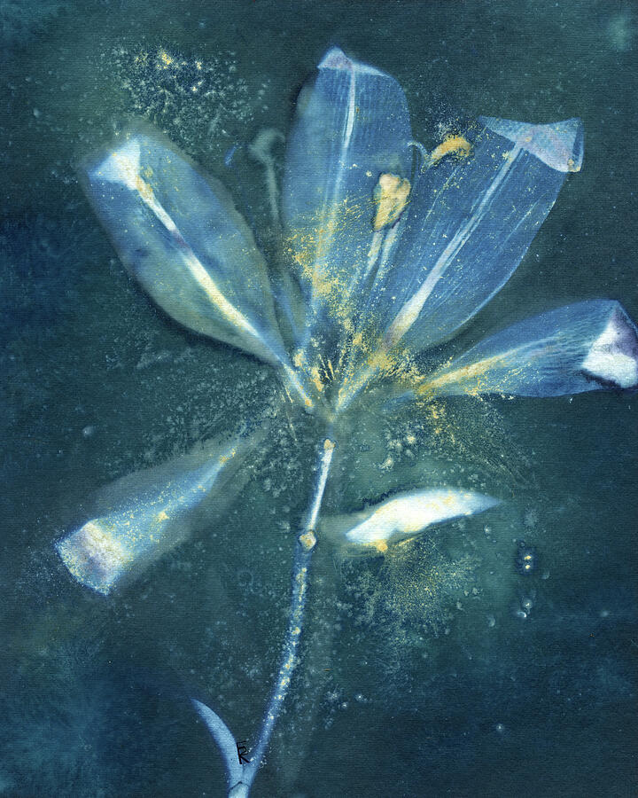 Ethereal Blue Floral Glow Photograph - Golden Lily Flower by Elizabeth Reich