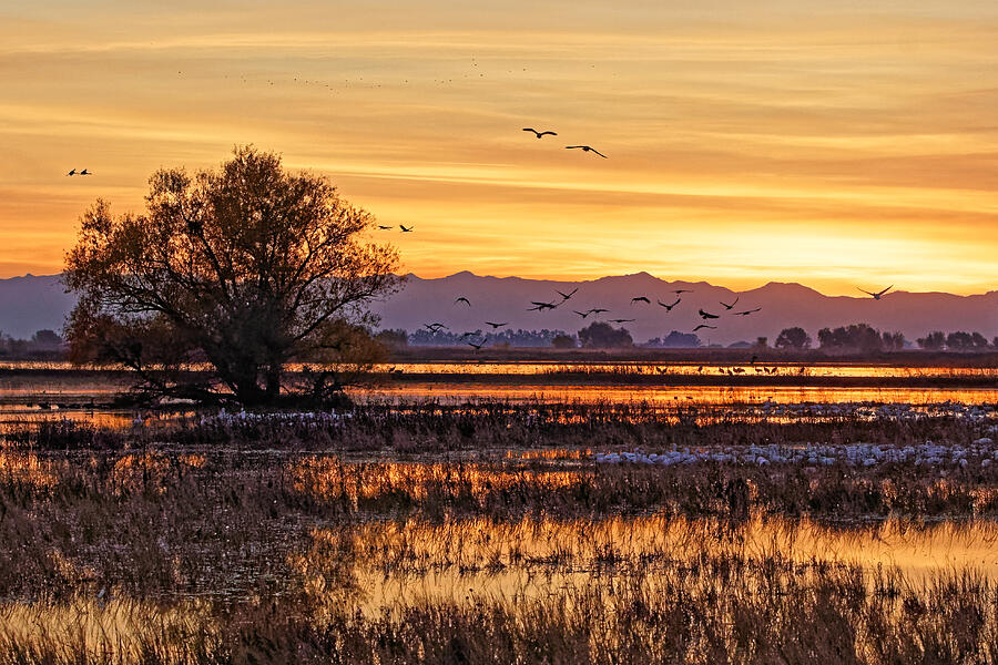 Golden Refuge - Merced National Wildlife Refuge California by KJ Swan