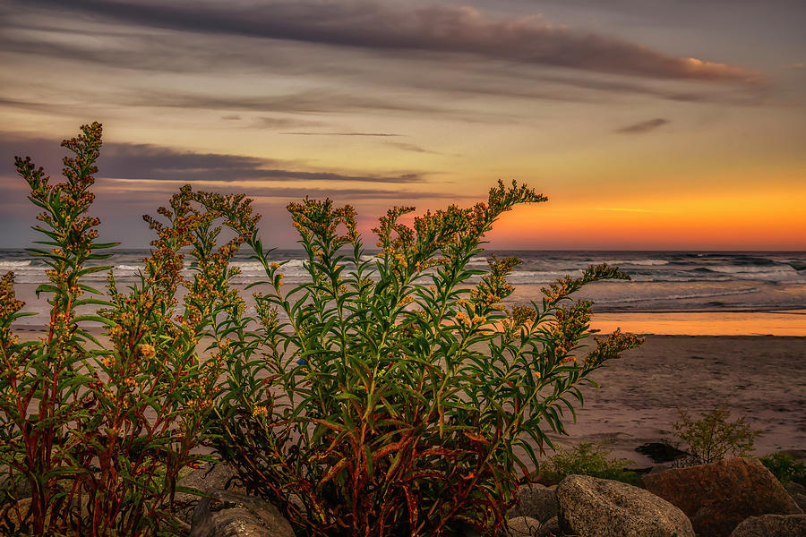 Golden Sunset Photograph by Penny Polakoff