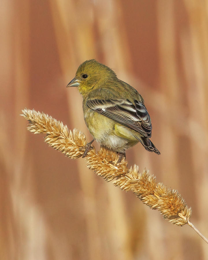 Goldfinch Photograph by Joe Fisher