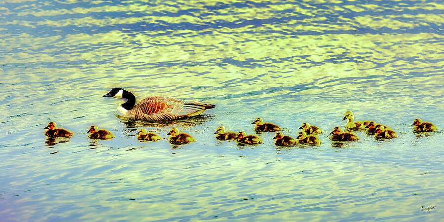 Goose with a Line of Ducklings Photograph - Goose with a Line of Goslings by Bruce Block