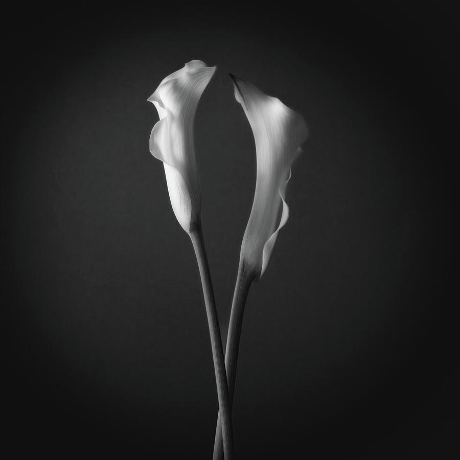 Grace of a Calla Lily 3 Photograph by Dodie Ross