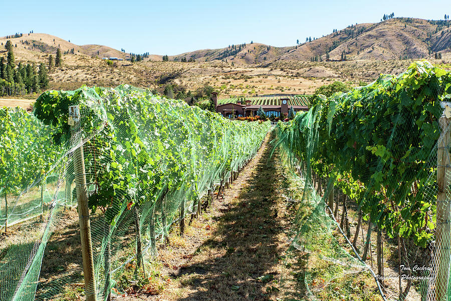 Grapevines in Chelan Photograph by Tom Cochran