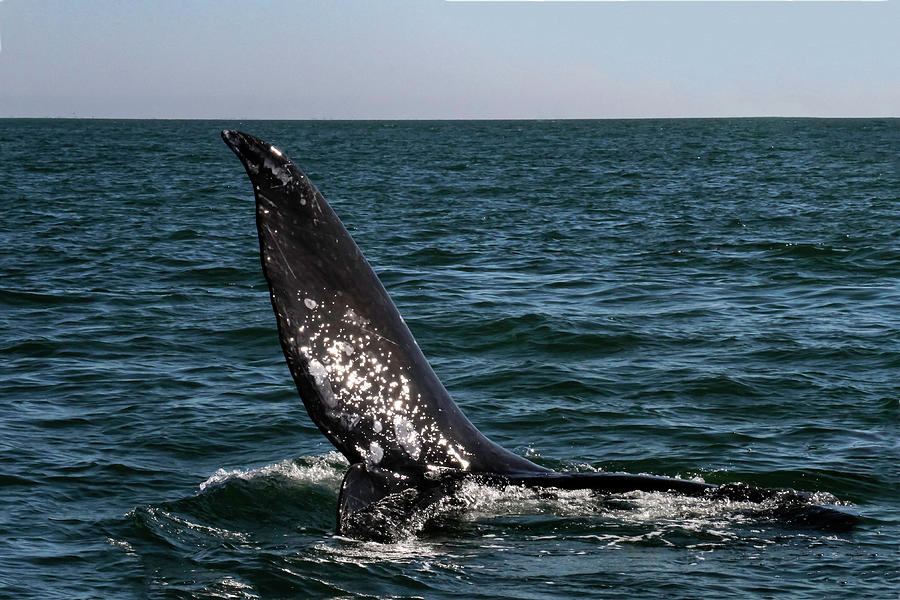 Gray Whale 8A Photograph by Sally Fuller