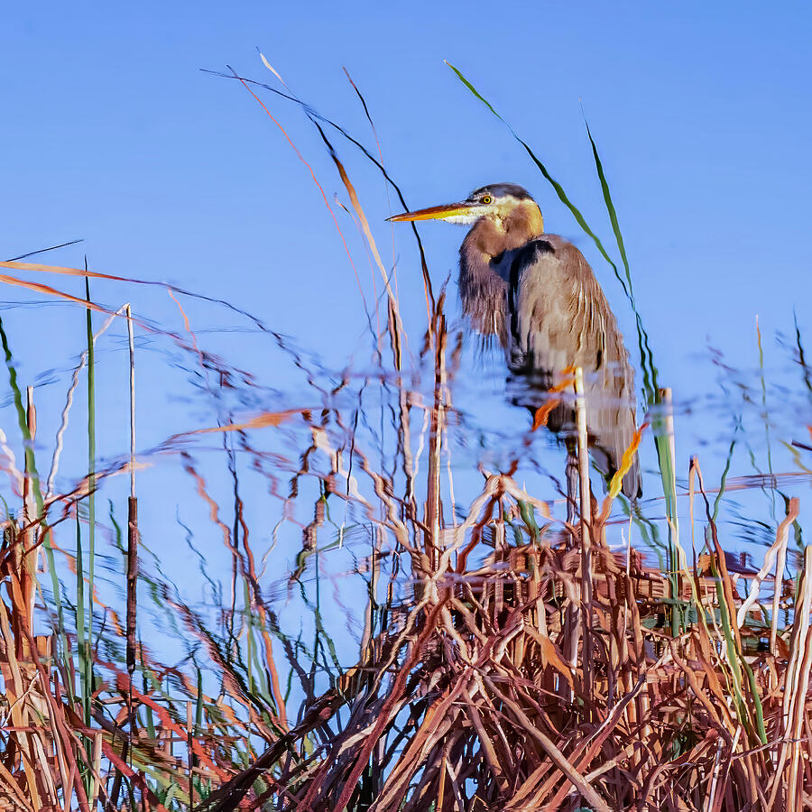 Great Blue Heron Amidst Reeds Photograph - Great Blue Heron 133A by Sally Fuller