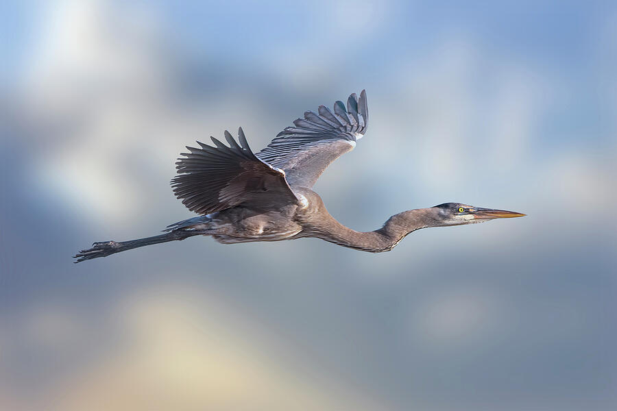 Graceful Heron in Flight Photograph - Great Blue Heron 138B by Sally Fuller