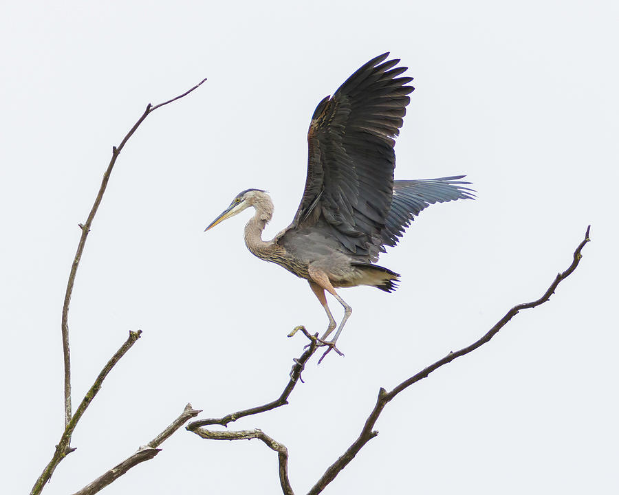Great Blue Heron Photograph by Joe Fisher