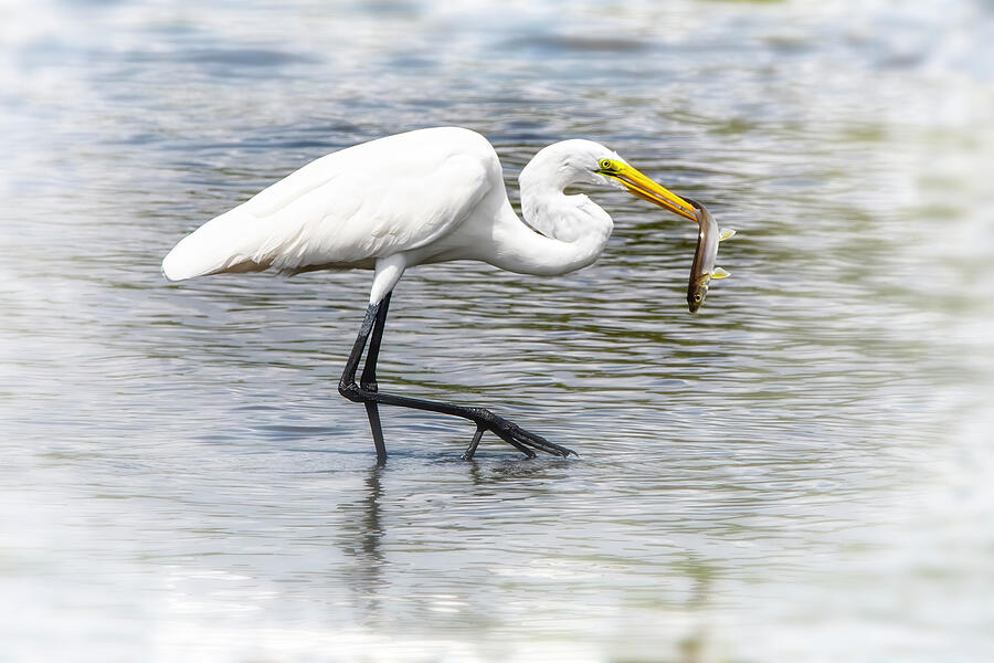 Egret Catching a Fish Photograph - Great Egret 80B by Sally Fuller