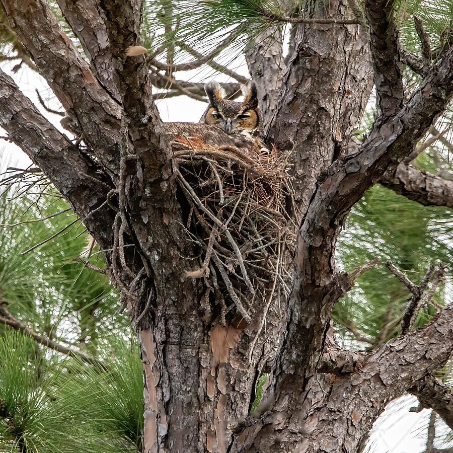 Great Horned Owl 14A Photograph by Sally Fuller