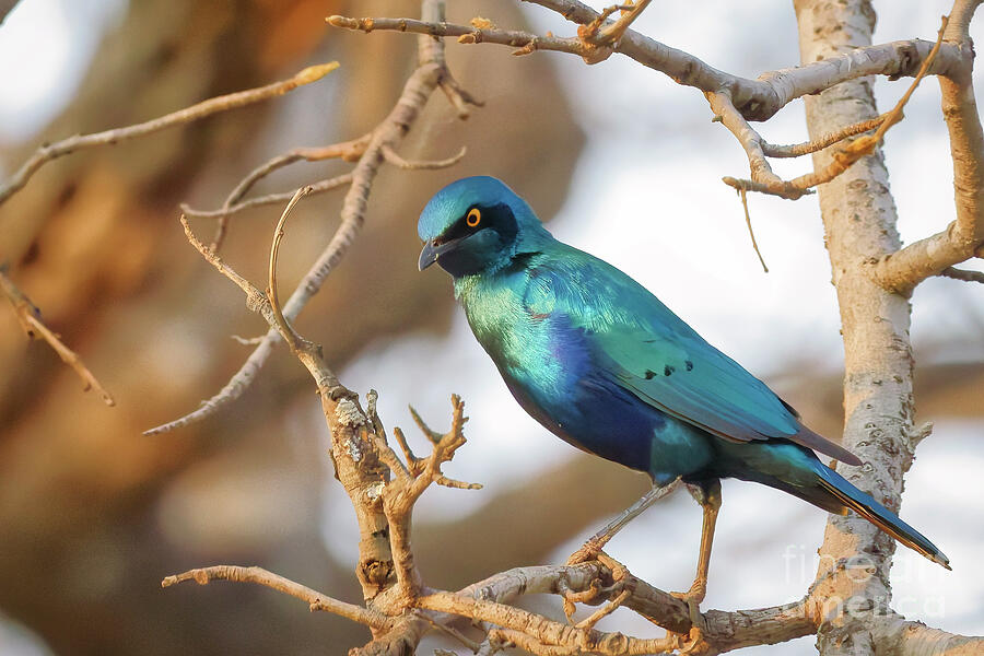 Vibrant Blue Bird on a Branch Photograph - Greater Blue Eared Starling on a Branch by Natural Focal Point Photography